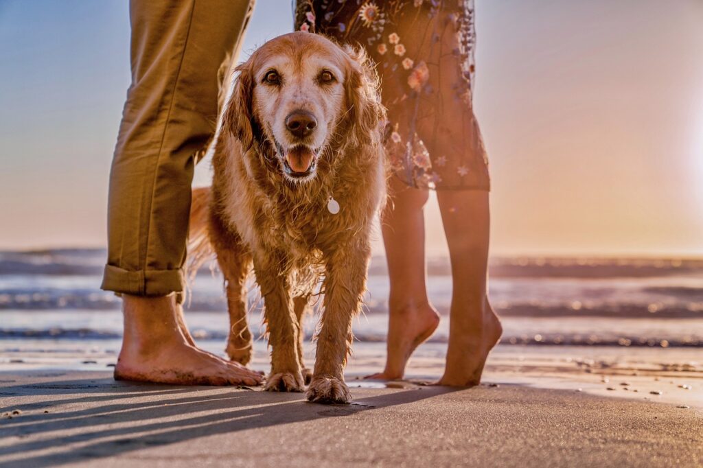 Activities For Dogs On A Beach