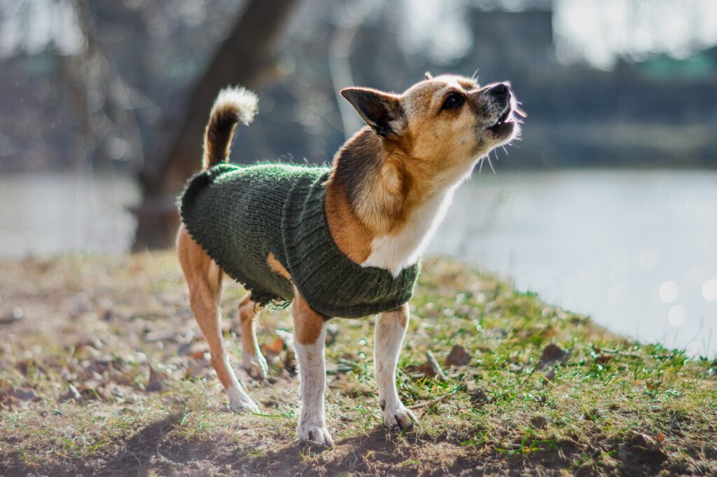 How to Stop a Dog from Barking