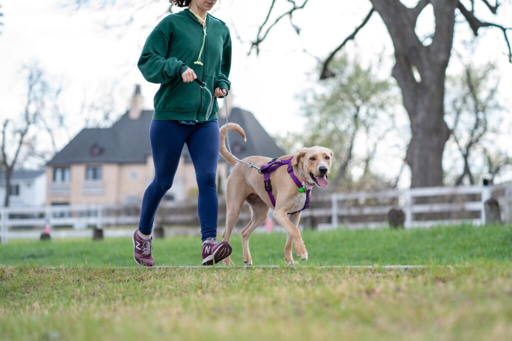 Dog Jogging