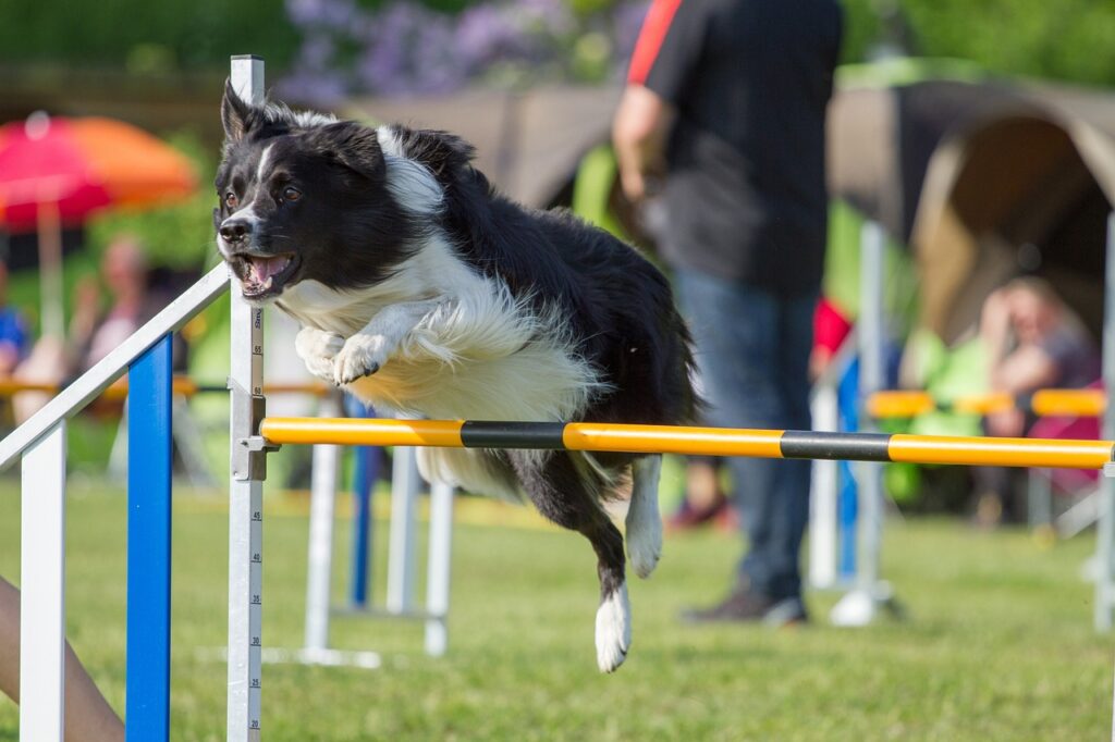 dogs, agility, border colly-1426679.jpg