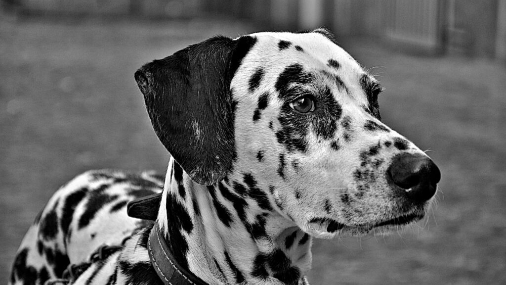 dogs, animals, dalmatian-2741287.jpg