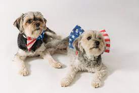 Activities For Dogs On Fourth Of July