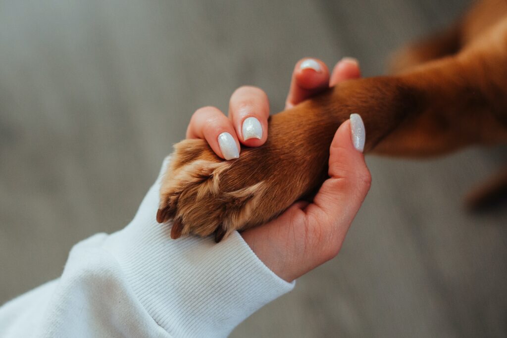 How to teach a dog to shake hands