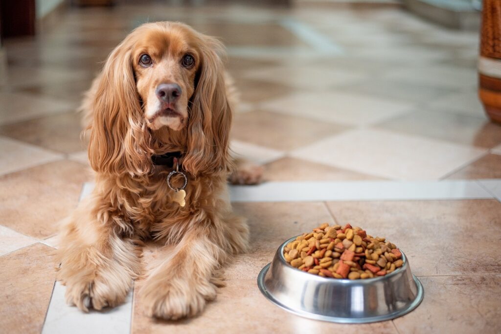 When to switch to adult dog food