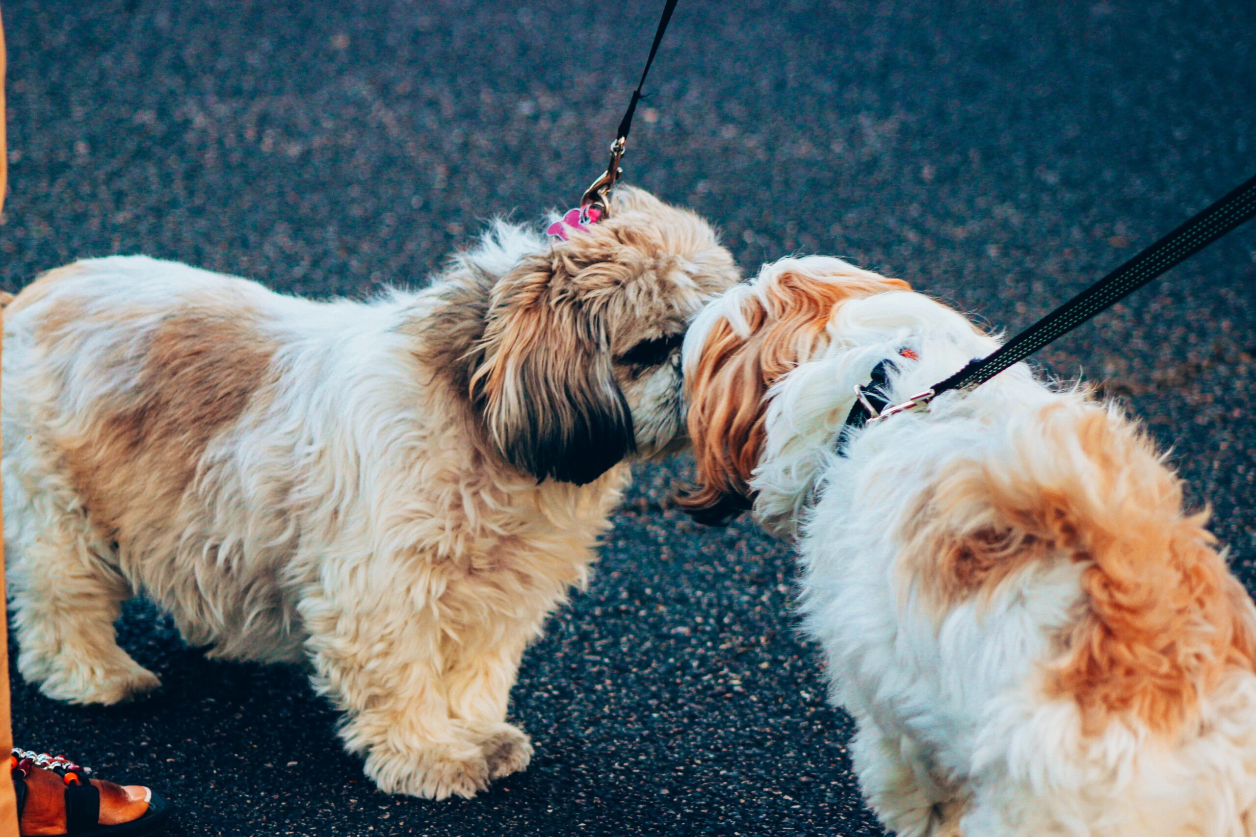 What To Do When A Female Dog Goes Into Heat