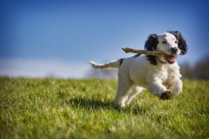 how to teach a dog to fetch