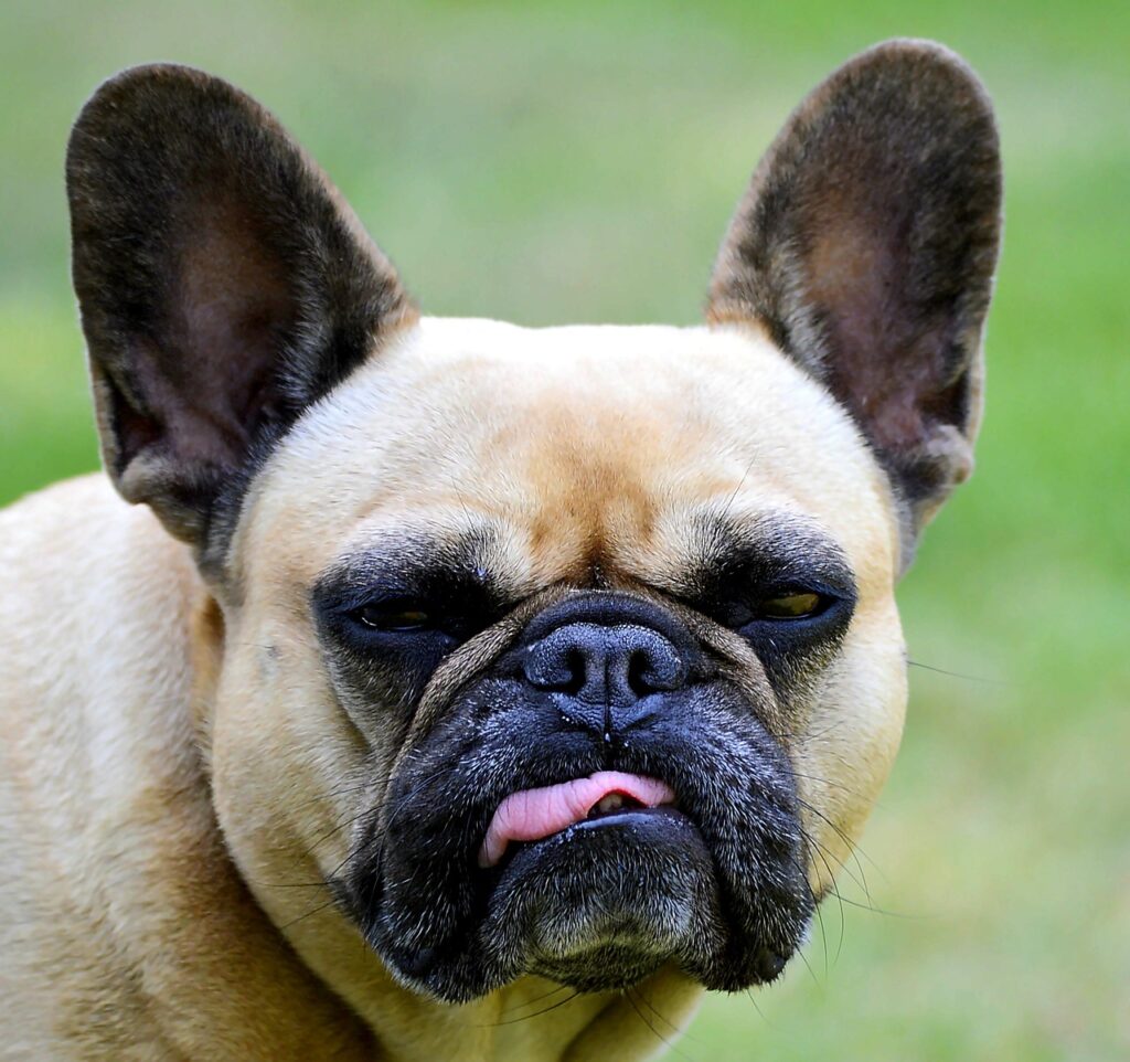 french bulldog, domestic animal, dog-2427629.jpg