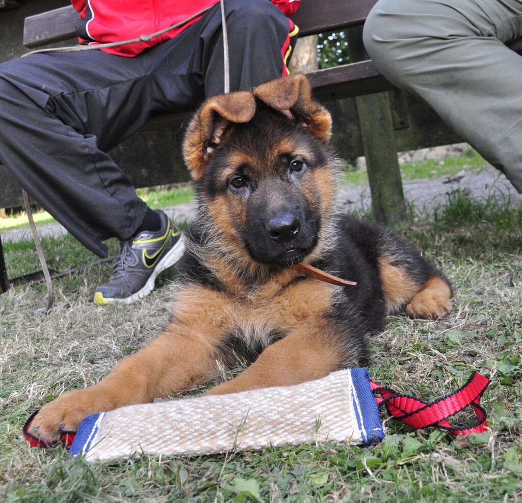 German Shepherd