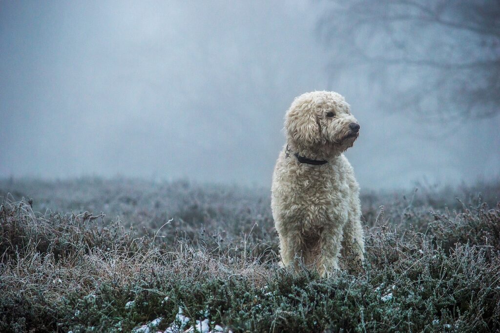 When do Goldendoodles stop growing