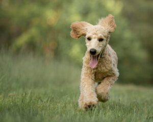 When do Goldendoodles stop growing