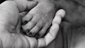 how to teach a dog to shake hands