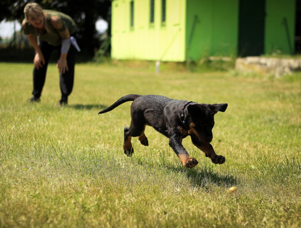 how to teach a dog to fetch