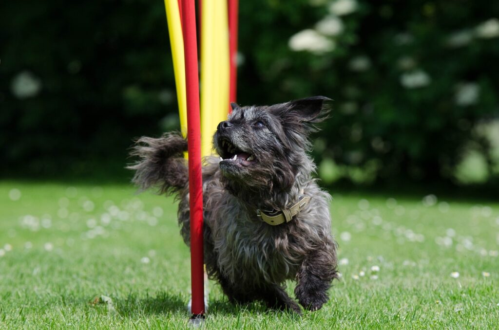 Agility Tricks to Teach Your Dog