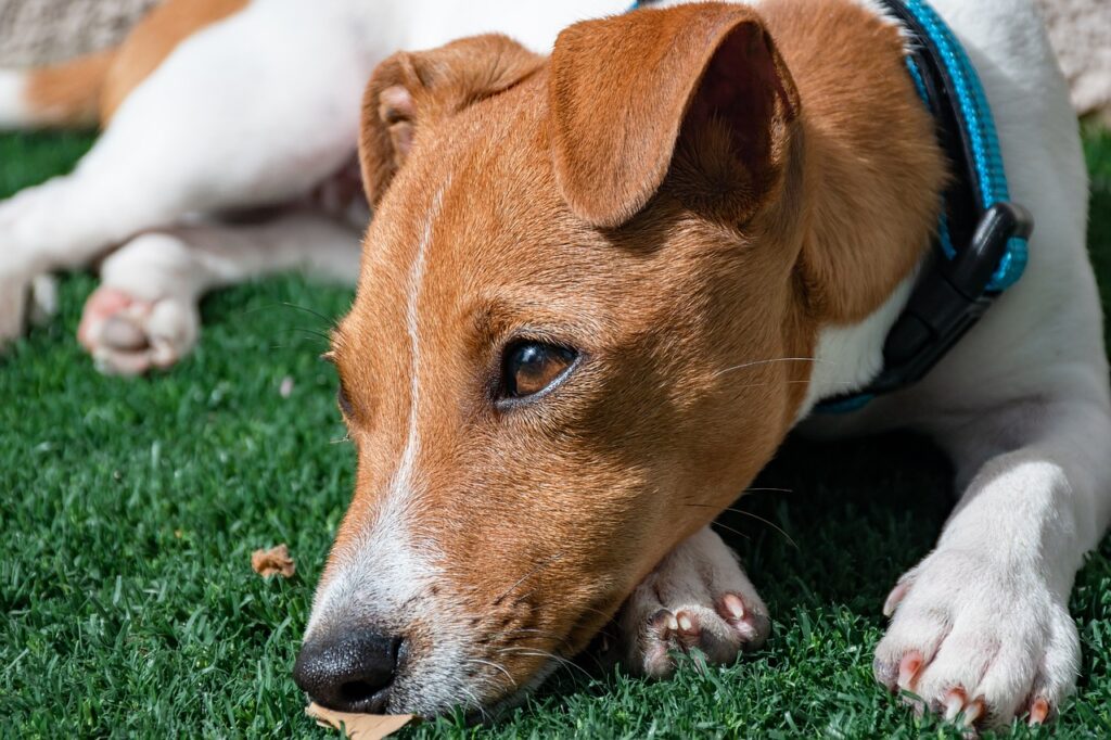 jack russell terrier, puppy, dog-7114378.jpg