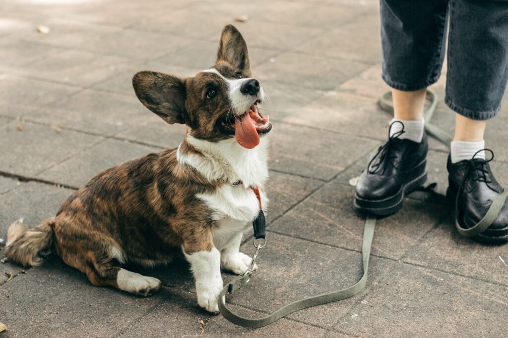 Puppy Training