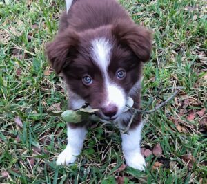 Why do dogs eat grass