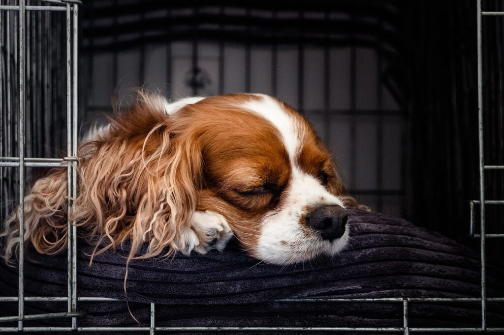 puppy, cocker spaniel, pet-6391982.jpg