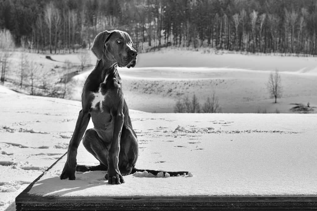 puppy, great dane, dog-2162276.jpg