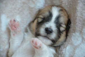 How to Get a Puppy to Sleep Through the Night