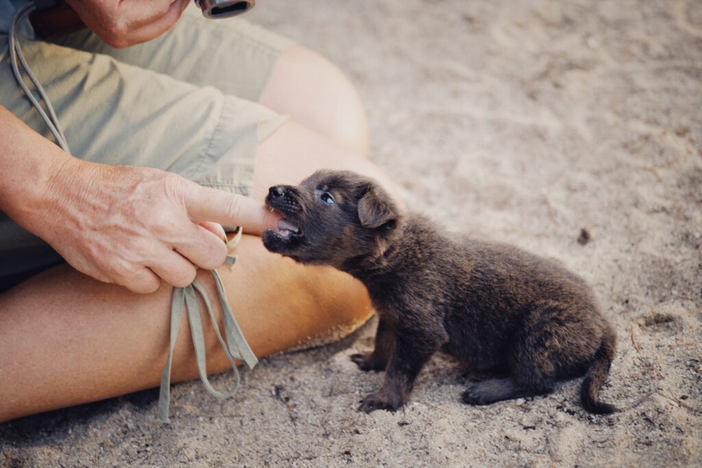 How to Stop Puppy Biting