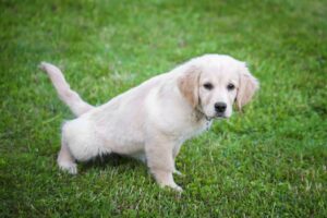 How to potty train a puppy