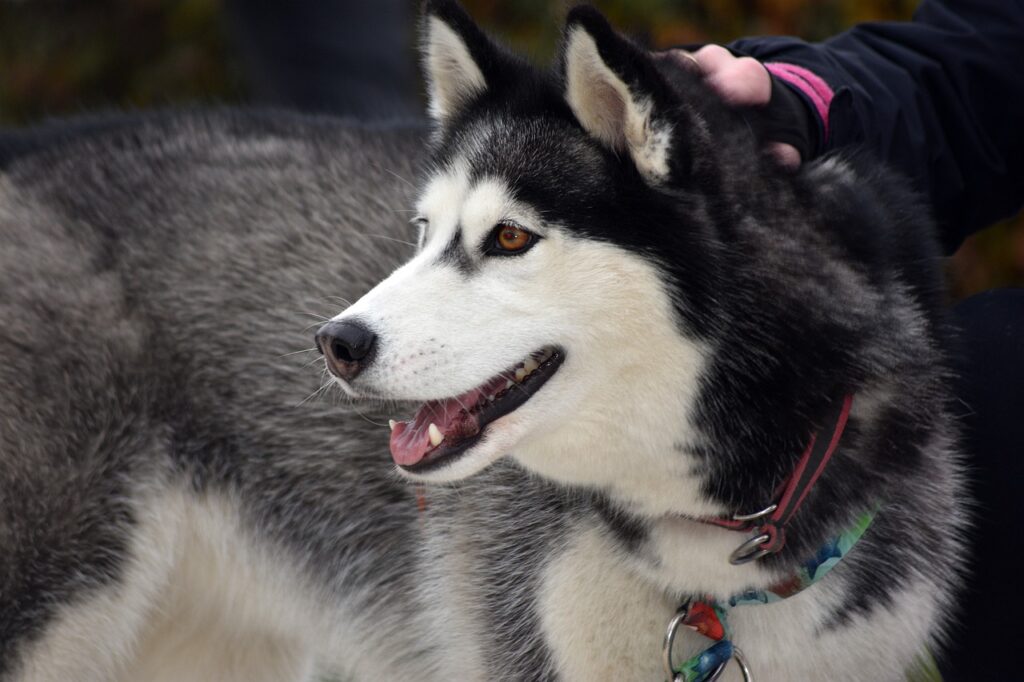 siberian husky, dog, pet-7630275.jpg