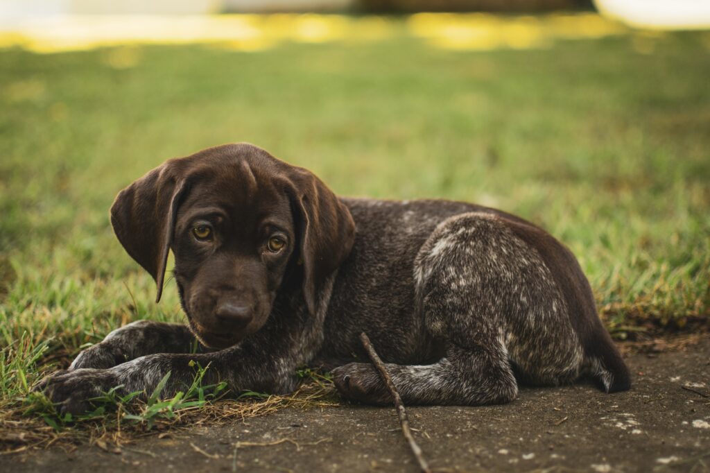 How to help your dogs upset stomach.