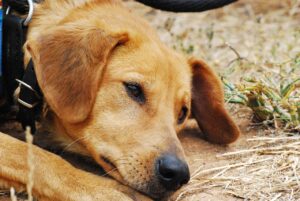 7 signs your dog is in pain