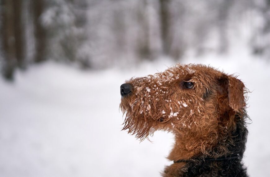 Airedale Terrier