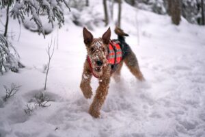 Airedale Terrier