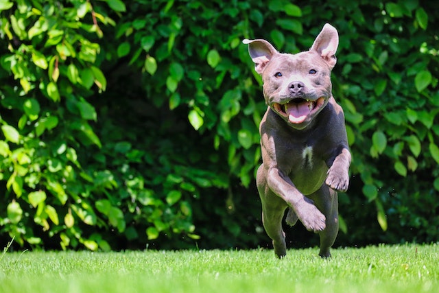 American Pit Bull Terrier