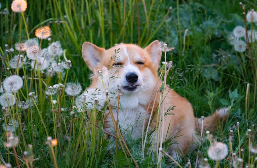 Cardigan Welsh Corgi