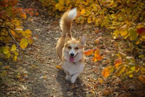 Cardigan Welsh Corgi