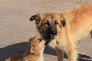 Dog Licking Other Dogs Ears