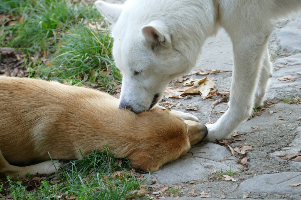 Dog Licking Other Dogs Ears