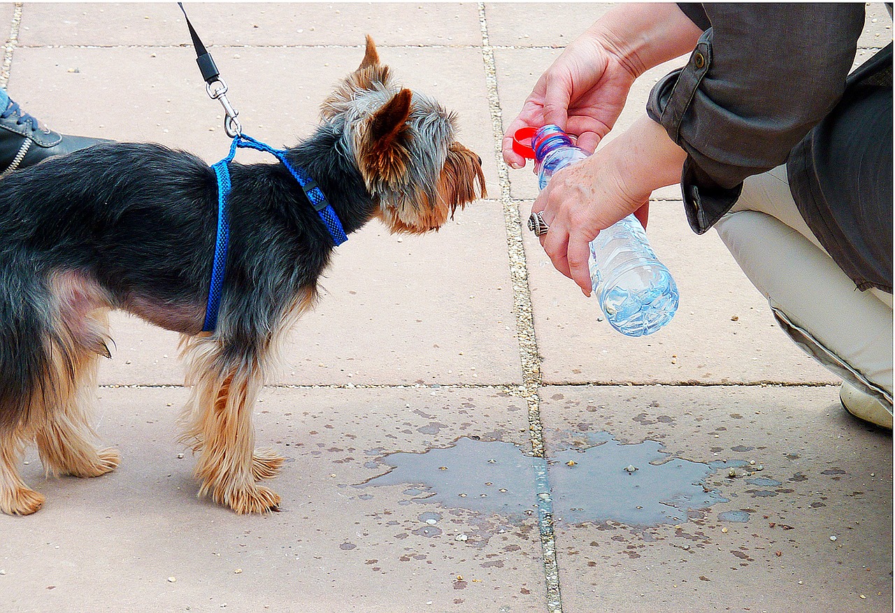 What To Do When Dog Has Heat Exhaustion