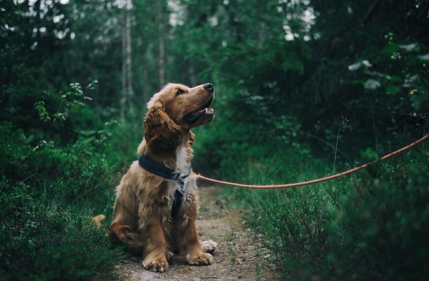 English Cocker Spaniel