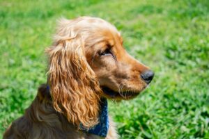 English Cocker Spaniel