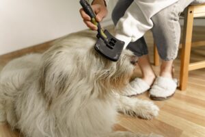 How Often Should a Dog Be Groomed