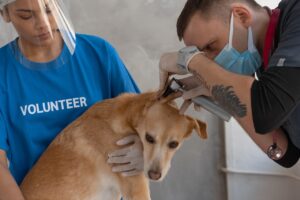 How To Clean Dog Ears At Home Naturally