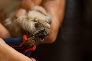 How to Trim Dog Nails