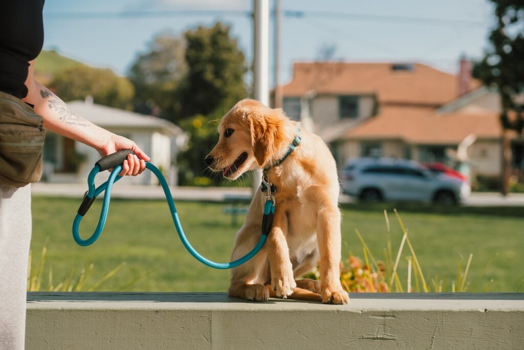 How to get puppy used to leash