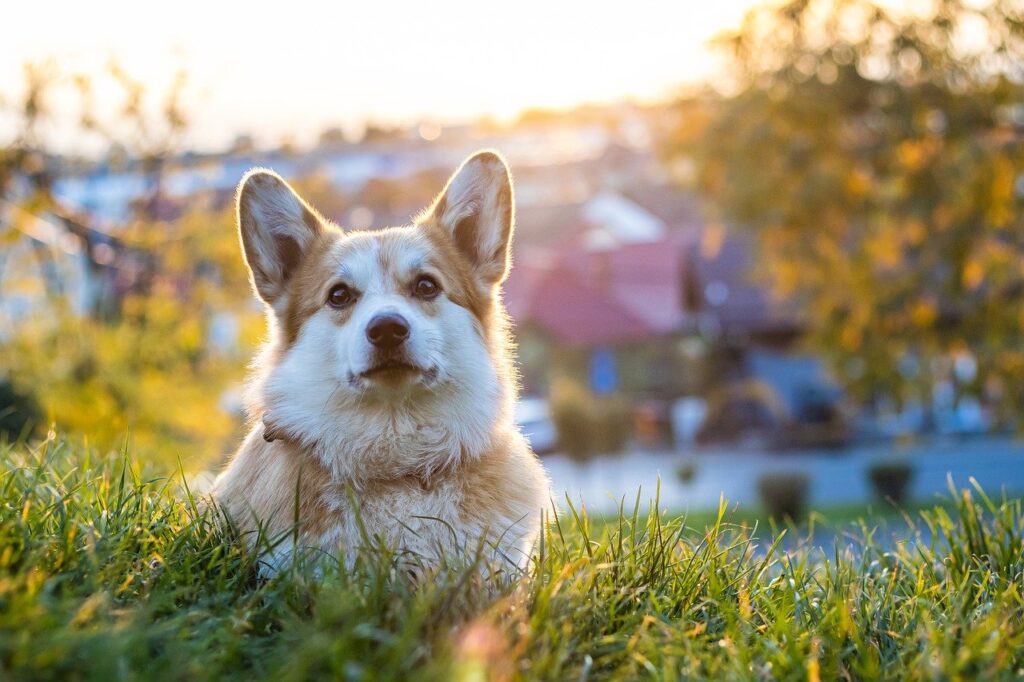 Pembroke Welsh Corgi