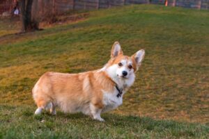 Pembroke Welsh Corgi