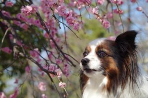 What Plants are Toxic to Dogs