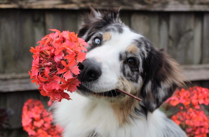 What Plants are Toxic to Dogs