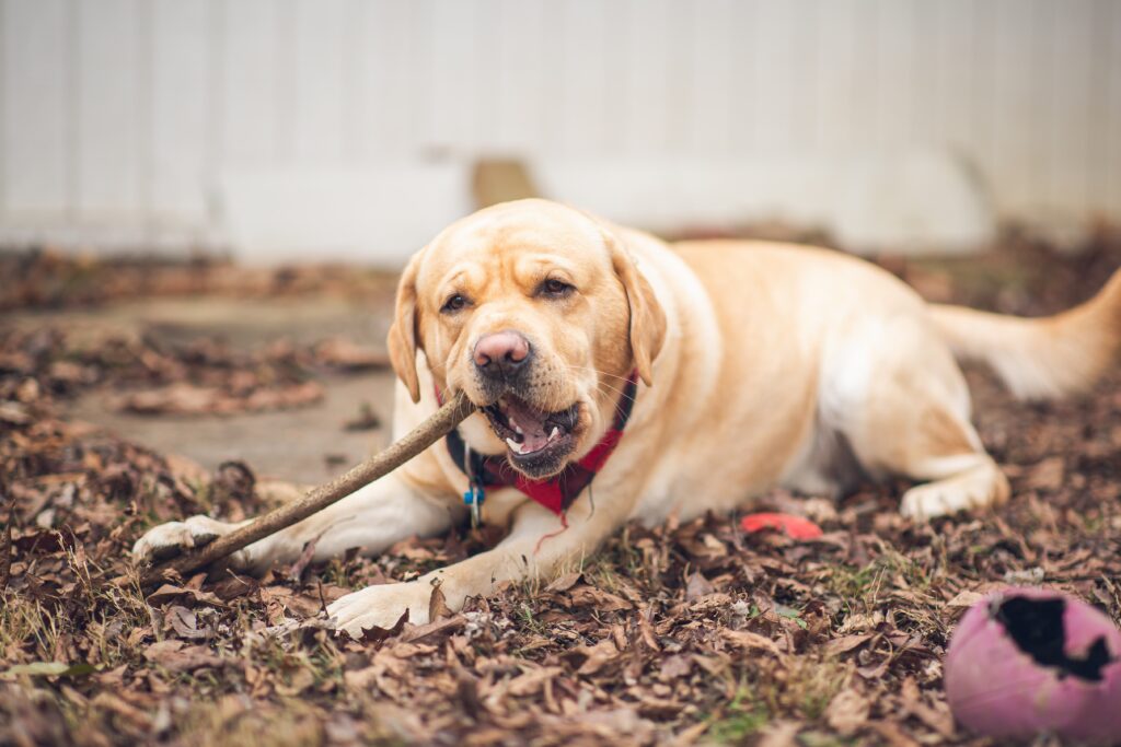 Why Do Dogs Chew On Wood