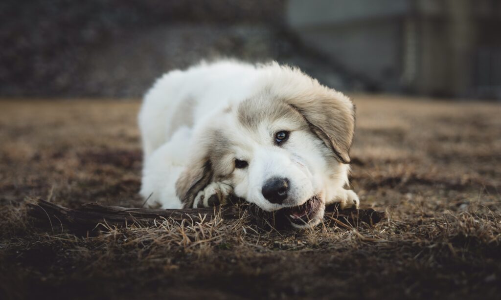 Why do puppies eat poop