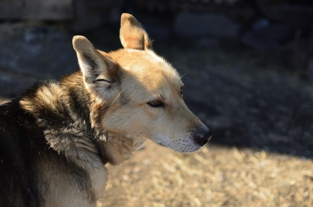 Can coyotes breed with dogs