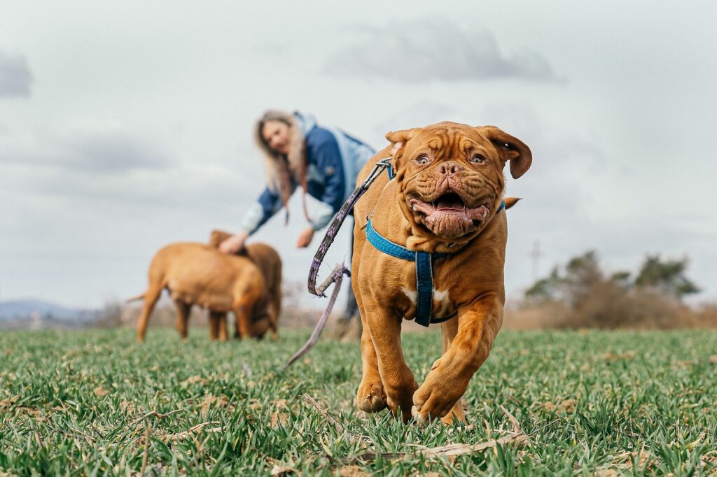 How to Teach a Dog to Heel